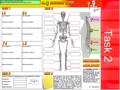Gcse Pe Component 1 Applied Anatomy And Physiology Skeletal C1A