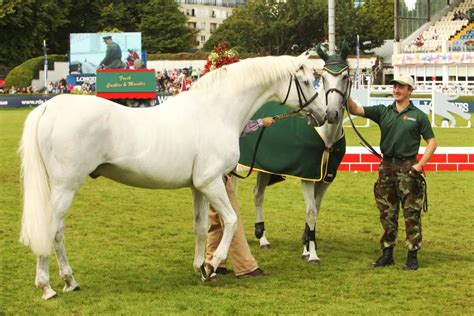 Video Last Footage Of The Great Irish Sport Horse Stallion Cruising