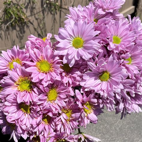 Pink Daisy Spray Mums Fabulous Florals