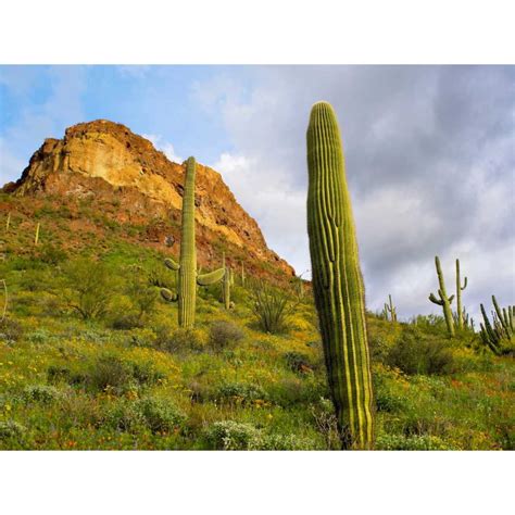 Organ Pipe Cactus Organ Pipe Cactus National Monument Sonoran Desert