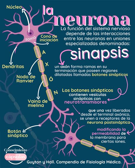 Los Principales Componentes De La Neurona Y Sus Funciones Primordiales