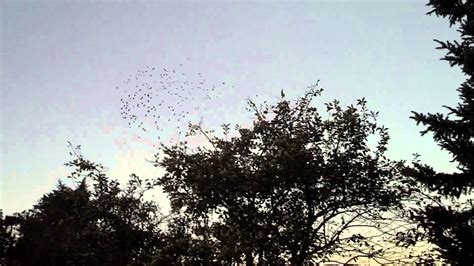 Birds Flying Swarm Flocking Shoaling Zig Zagging Over Culpeper Virginia