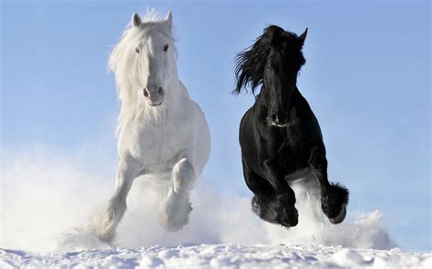 Download black and white hd wallpapers in various resolutions for your computer desktop, iphone, ipad & android™ devices. Black And White Horse 3840x2400 Hd Wallpaper ...