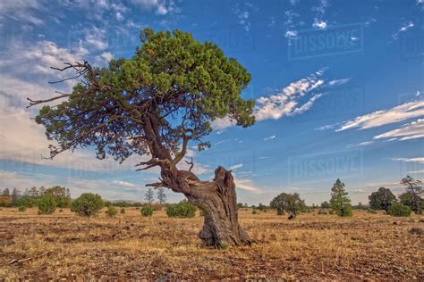 A Twisted Juniper Tree Near Sycamore Canyon In The Kaibab National