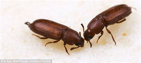 Same Sex Insect Mating Is Down To Rush To Reproduce Daily Mail Online