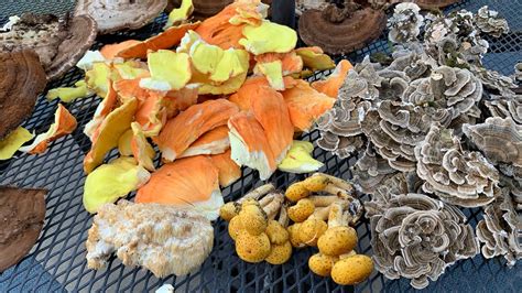Top Edible Mushroom Hunt And Cook ~ Minnesota Mushrooms ~ Lions Mane