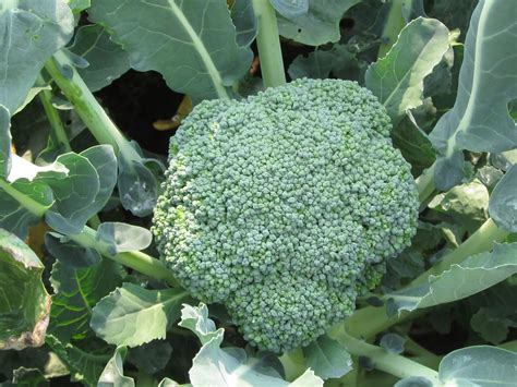 Harmony Valley Farm Brassicas To Fight Cancer