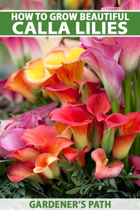 How To Grow And Care For Calla Lilies Gardeners Path