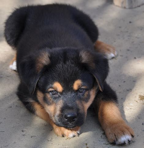 You can decide whether or not this hybrid dog is suitable for your household. German Shepherd Rottweiler Mix Temperament | Dog German ...