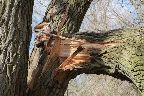 Broken Tree Branches Should You Repair Or Cut Off Émondage Sbp