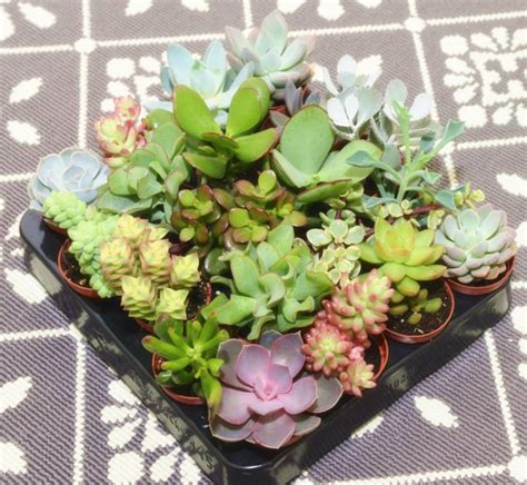 Concrete Boat Shaped Planter By DingaDing | notonthehighstreet.com