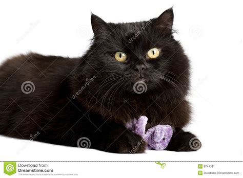 Cats see more than we do about our environment and even see into the ultraviolet spectrum. Black cat playing with toy stock image. Image of cute ...