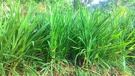 2 просмотра 2 месяца назад. Jual bibit rumput odot paket 10kg di lapak Prayogi masetro