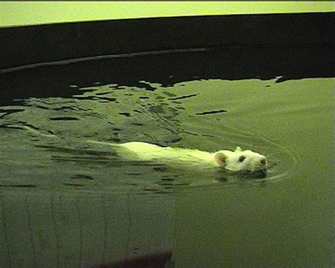 Schwimmende Ratten Oder Die Hoffnung Stirbt Zuletzt