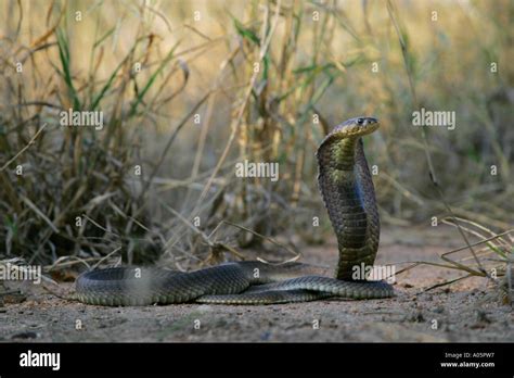 Snouted Cobra South Africa Naja Annulifera Stock Photo Alamy