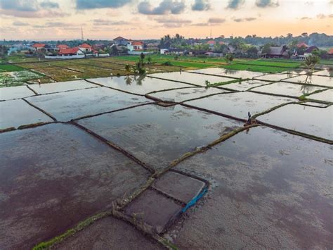 Os campos de arroz são inundados água arrozais inundados métodos