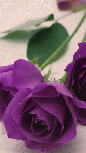 Gifs Y Fondos Paz Enla Tormenta Flores Ex Ticas Rosas Rosas Bonitas