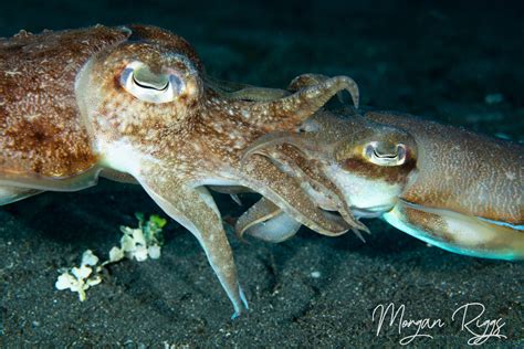 Ultimate Guide To Squid And Cuttlefish Of North Sulawesi