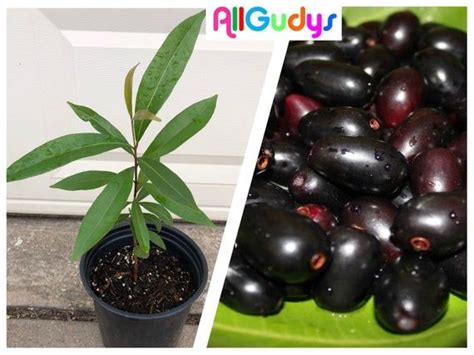 They are also native to myanmar, sri lanka, and the andaman islands. Java Plum / Jambolan / Jamun Tree plant 1.5yr old 10-14 ...