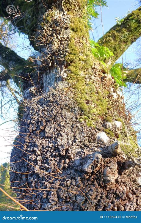 Canker Diseases And Trees Stock Image Image Of Canker 111969475