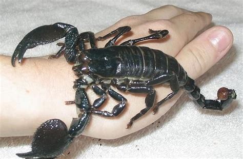 Ghana Africas Emperor Scorpion Is One Of The Worlds Biggest At 8