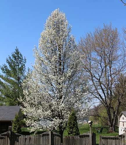 Types Of Ornamental Flowering Pear Trees Fruitless Pear Trees Pictures