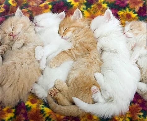 Pin By Sweetcattime On Sweet Cats In 2020 Sleeping Kitten Cat Cuddle