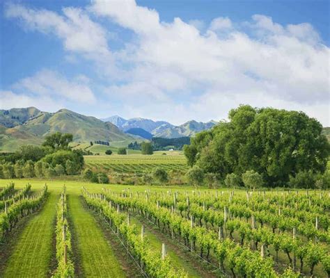Marlborough Sauvignon Blanc Wines To Buy Tasting Notes And Regional