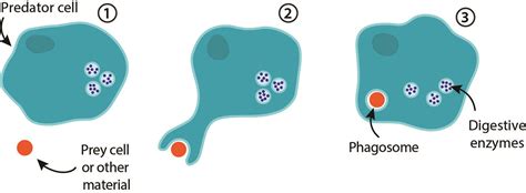Phagocytosis Ask A Biologist