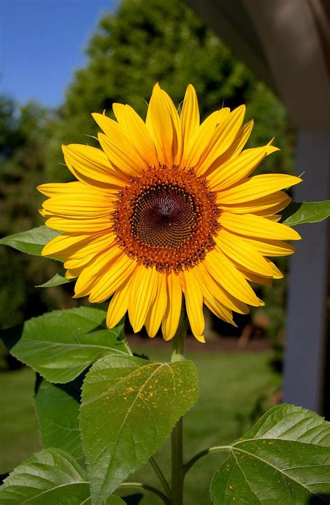 Shallow Focus Photography Of Yellow Sunflower Photo Free Plant Image