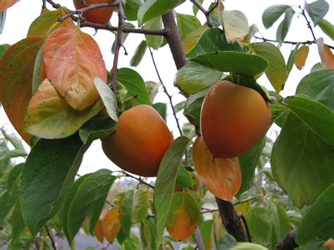 A mature tree is shaped like a tall pyramid, with a very short trunk. How to Plant, Grow, Prune, and Harvest Persimmons ...