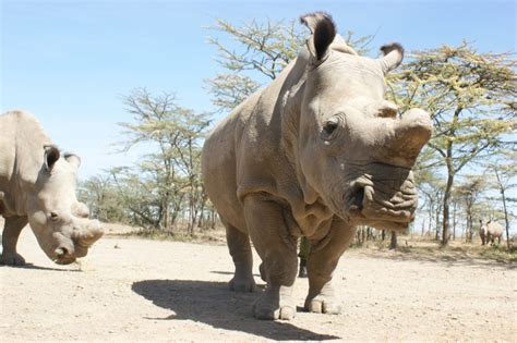 Northern White Rhino Number Nsabloom