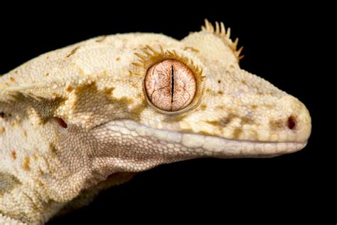 Lilly White Crested Gecko Info Pictures And Care Guide For Beginners