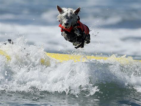 A Whole Bunch Of Dogs Competed In A Surfing Competition
