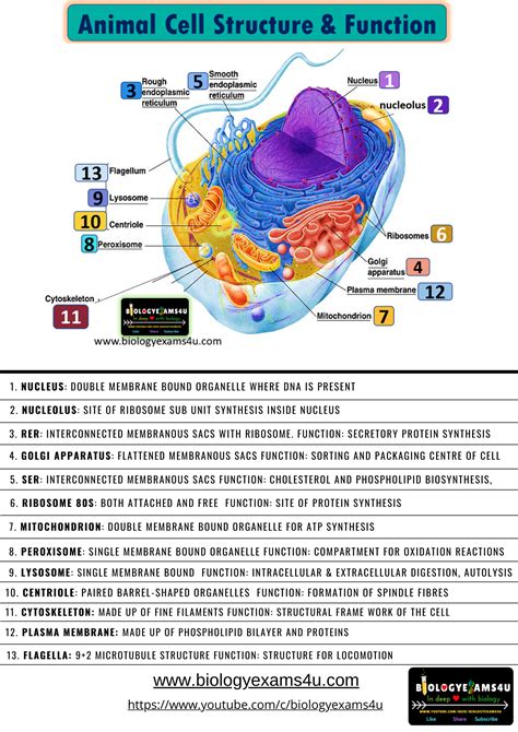 Biology Notes Cell Biology Ap Biology Animal Cell Structure Neet