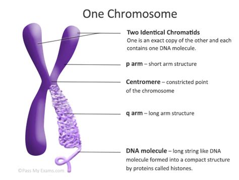 Chapter Chromosomal Basis Of Inheritance A P Biology