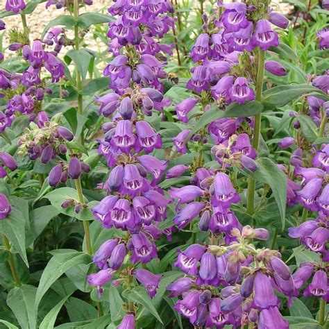 The Glorious Royal Purple Bell Shaped Flowers Of Penstemon Pensham