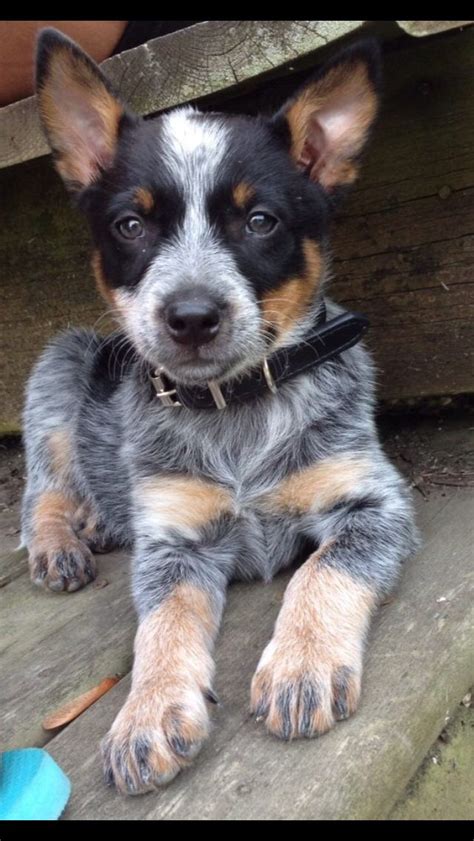 Heeler Puppy A Challenging But Fun Breed For People Who Want A High