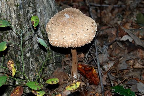 A decomposer is defined as an organism that decomposes or breaks down the organic material including the remains of dead organisms. EduPic Fungi Images