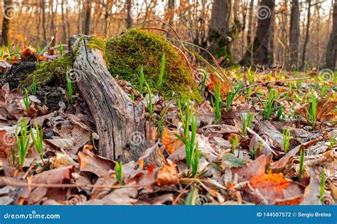 Early Spring In The Forest Stock Photo Image Of Light 144507572
