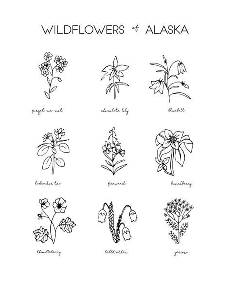 Alaska State Flower Drawing Flower Love