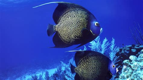 Animals Fishes Underwater Ocean Sea Life Swim Float