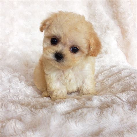 This cutie will make a fabulous family. MICRO Teacup Maltipoo Puppy "Beatrice" For sale California | iHeartTeacups