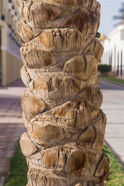 Trunk Of A Palm Tree In The Sun As Background Stock Photo Image Of