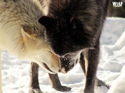 I love you is a 2007 american romantic drama film directed by richard lagravenese from a screenplay by lagravenese and steven rogers based on the 2004 novel of the same name by. Happy Valentine's Day | Wolf Conservation Center