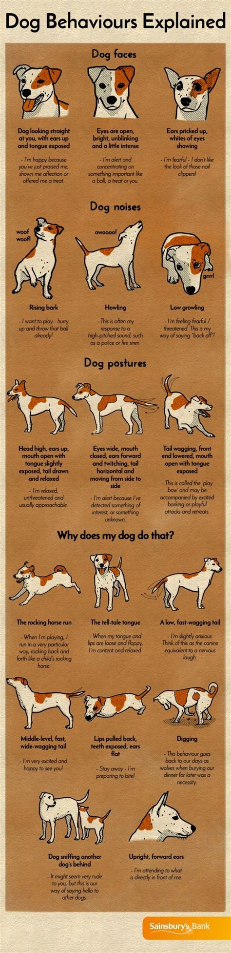 Dog Behaviours Explained Infographic Pets Dog Care Dog Behavior