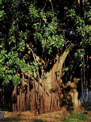 Rubber Tree Plants | LoveToKnow