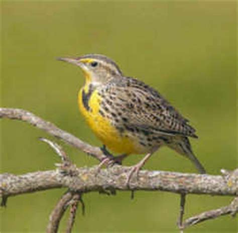 We did not find results for: North Dakota State Bird: Western Meadowlark