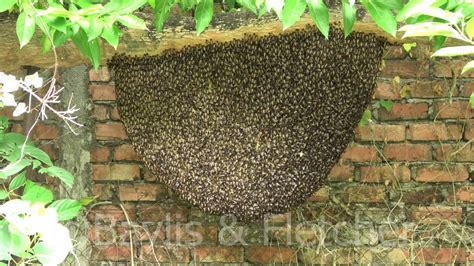 Giant Asiatic Honey Bees Malaysia 20190908111430m2ts Youtube