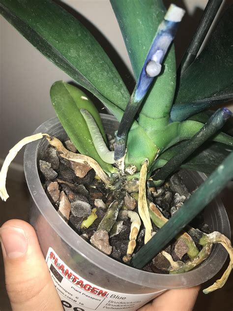 White Spots On Orchid Roots
